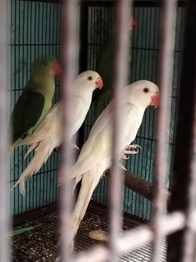 white ringneck and raw parrots