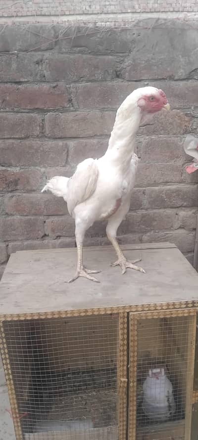 2 paper white shamo females