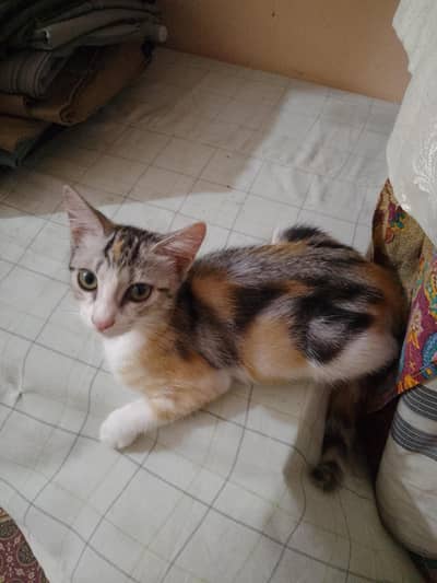 cat 3 months ki hai litter train hai with golden eyes 