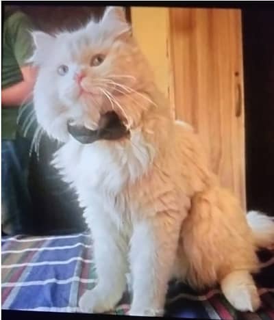 Persian Cat for Sale House Traind