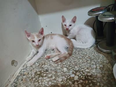 4 persian kittens blue eyes single and double coated