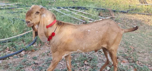 High quality, Full size mackhi cheena breeder