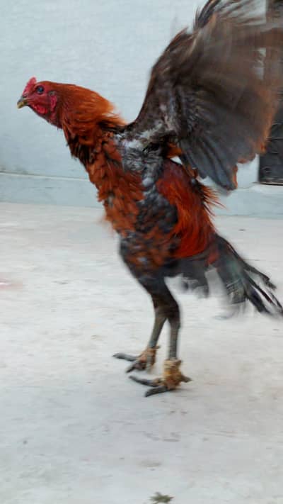 Breeder dragon  Male