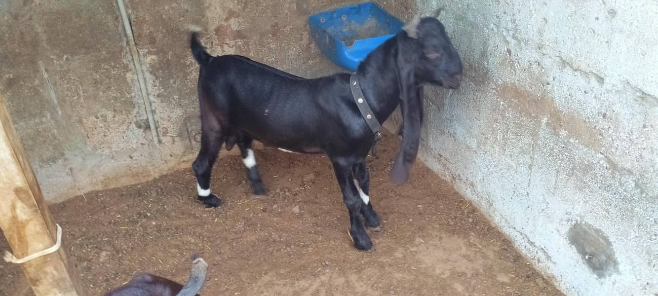 goats 0