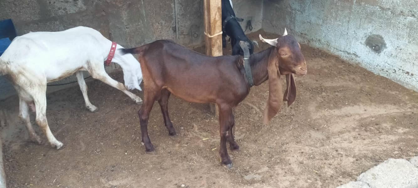 goats 1