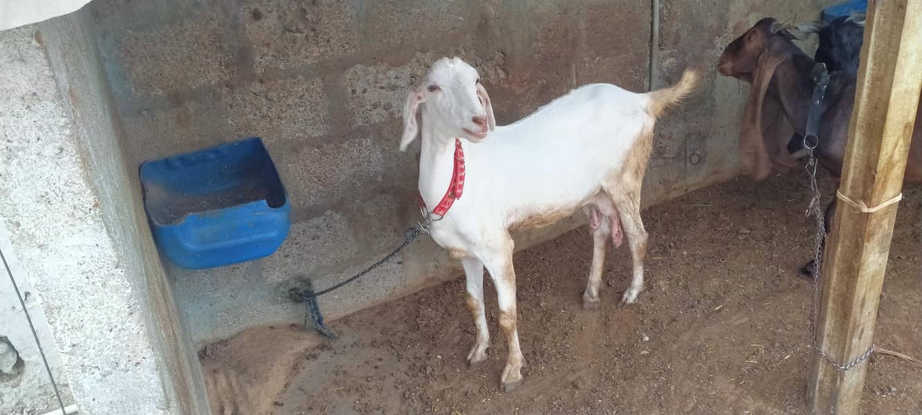 goats 2