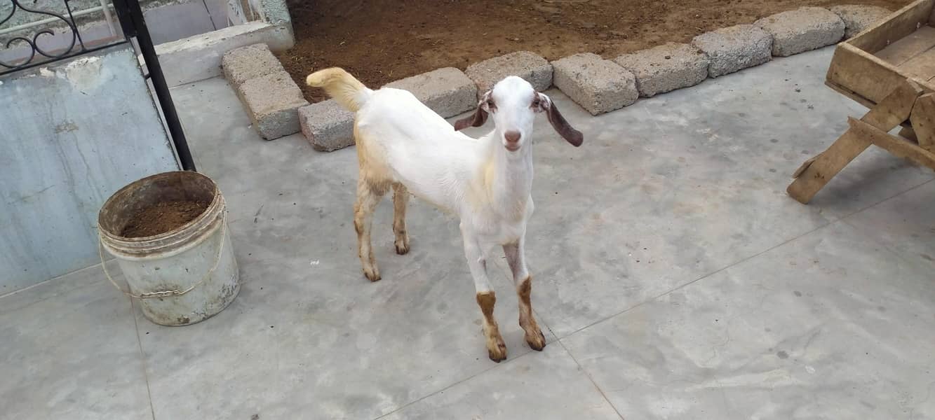 goats 3
