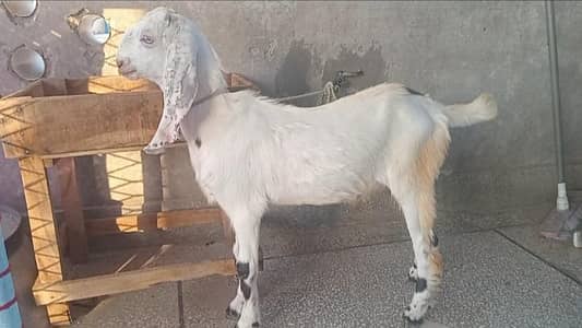 1 quality kheera bacha for sale in rwp,mohallahrajasultan
