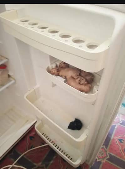 LG fridge