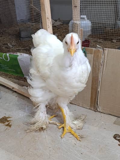 Golden Buff hen.