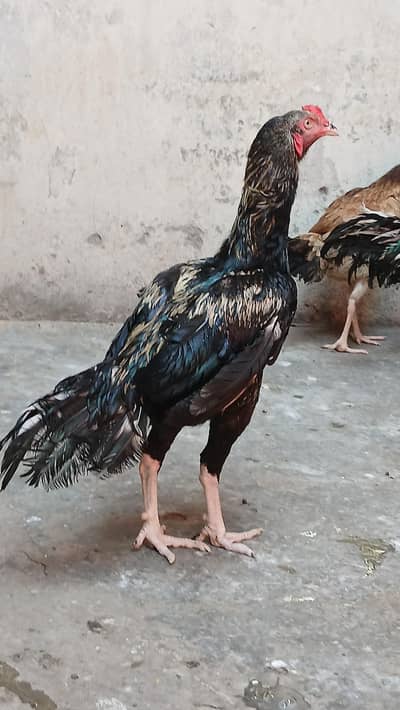 1 Aseel Pair & 1  Aseel Patha