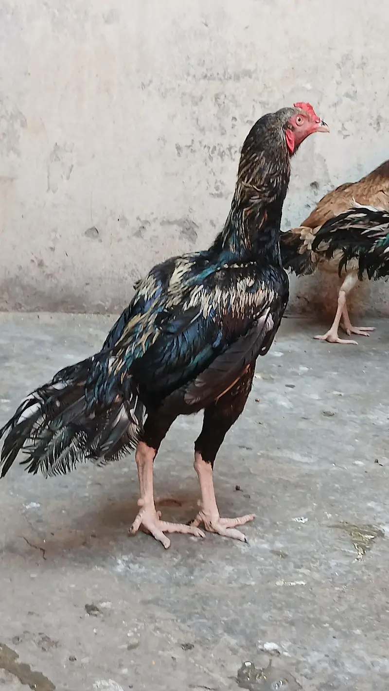 1 Aseel Pair & 1  Aseel Patha