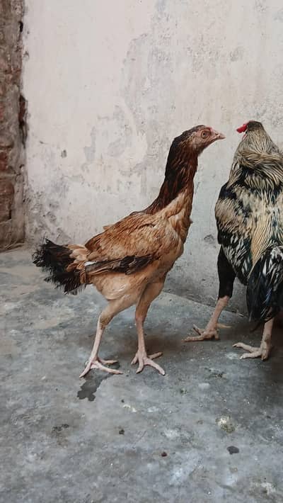 1 Aseel Pair & 1  Aseel Patha