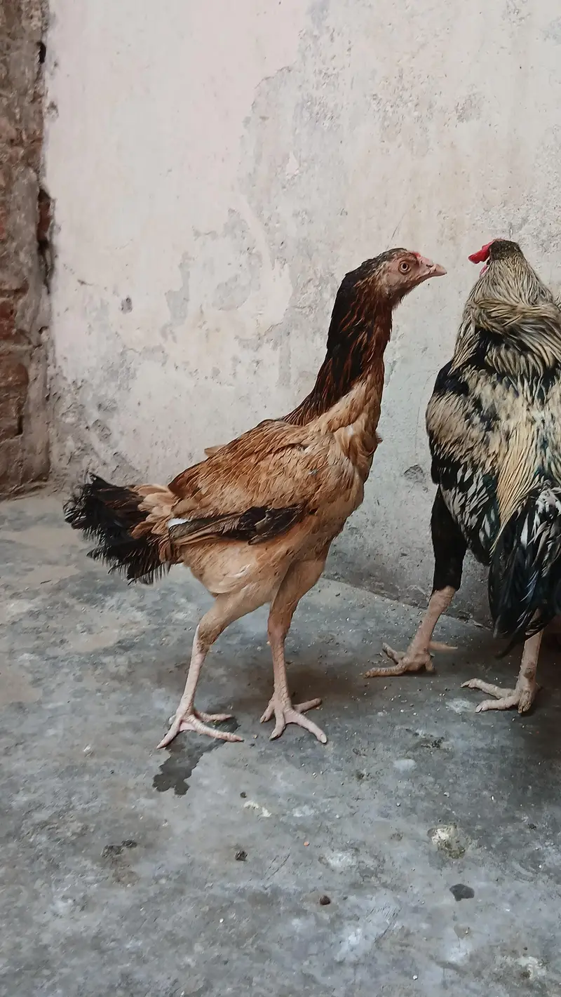 1 Aseel Pair & 1  Aseel Patha — photo 3