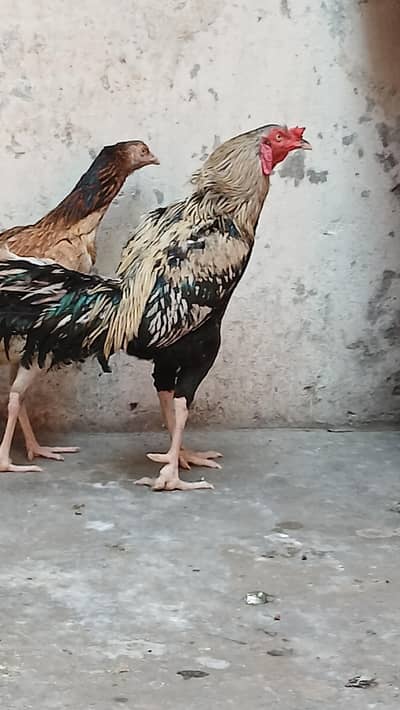 1 Aseel Pair & 1  Aseel Patha