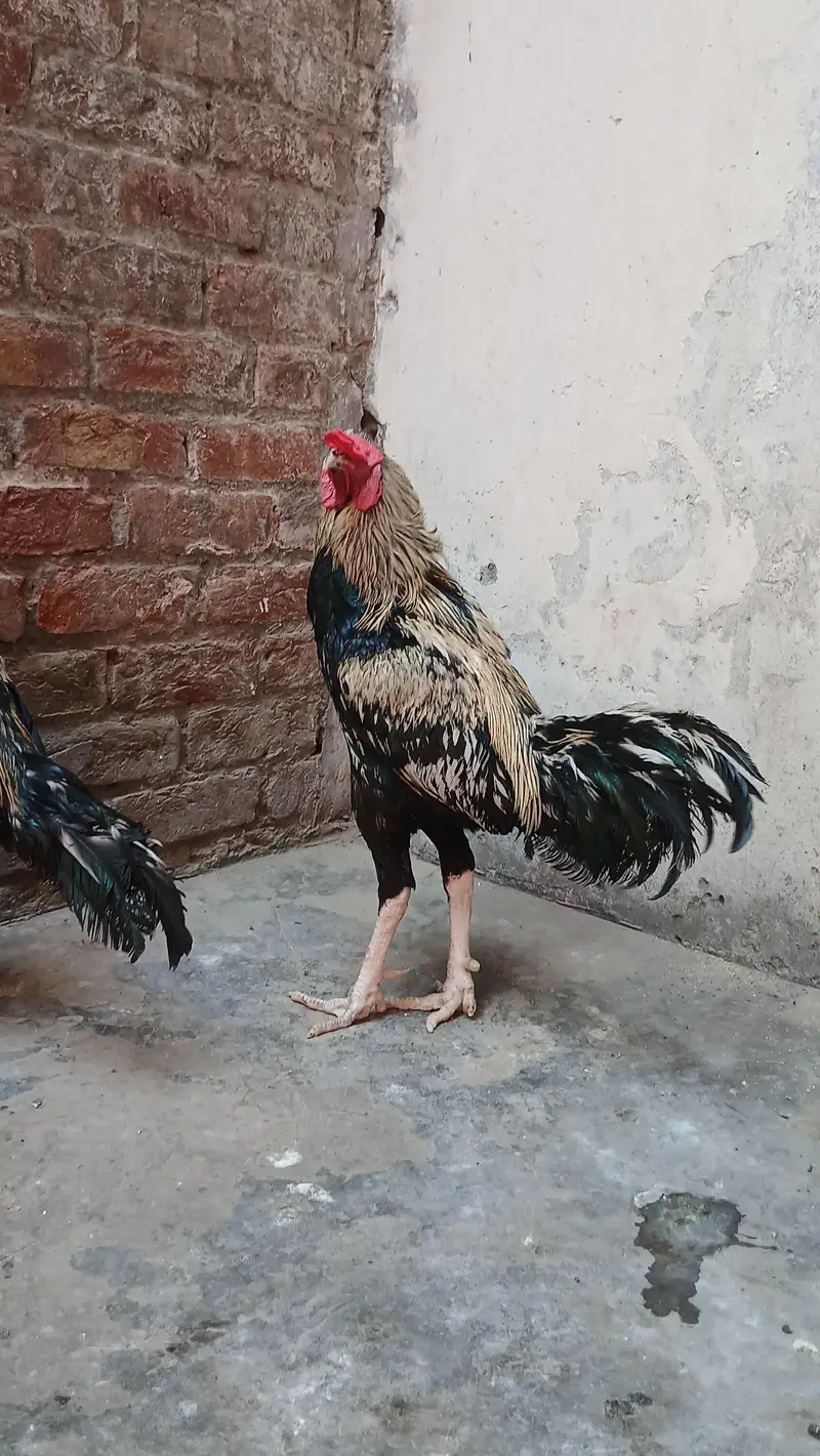 1 Aseel Pair & 1  Aseel Patha — photo 5