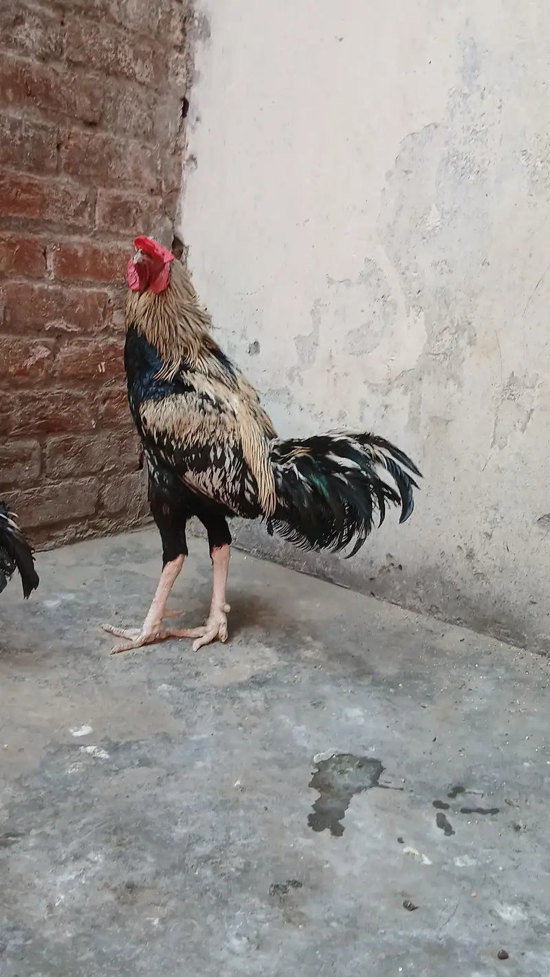 1 Aseel Pair & 1  Aseel Patha — photo 6