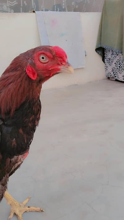 aseel mianwali murga breeder for sale