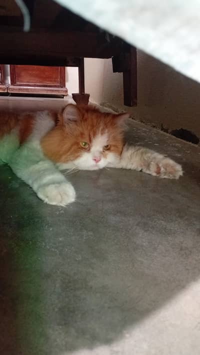 Brown and white Persian Male Cat