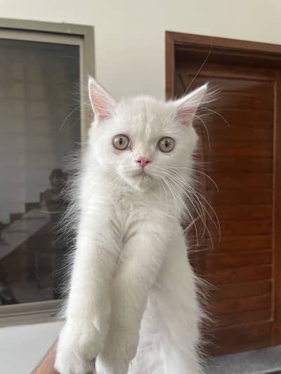 punch face persian male (03323323215)