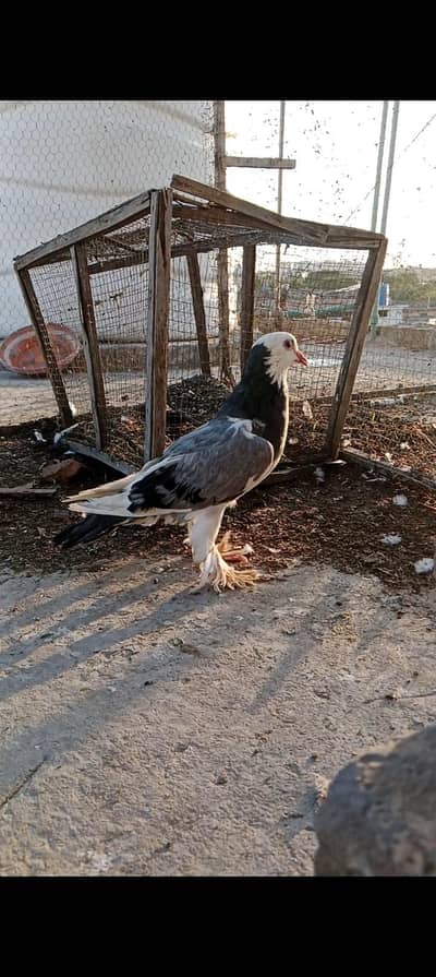 gubbara female for sale