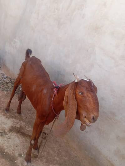 goat for sale