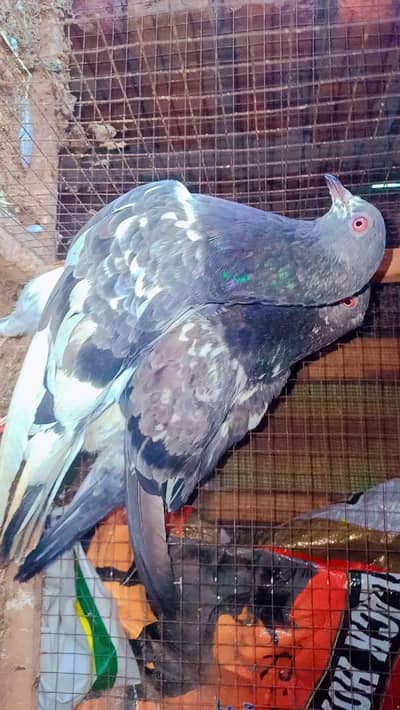 Dab Wala pair for sell in lahor