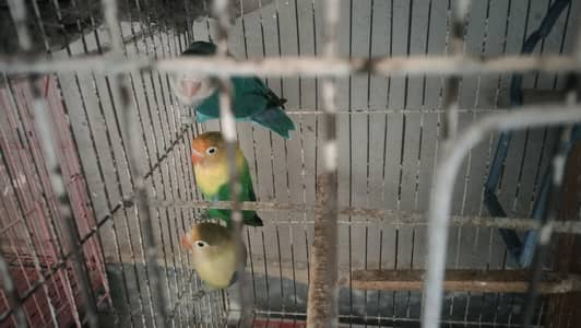 2 famales 1 male lovebirds