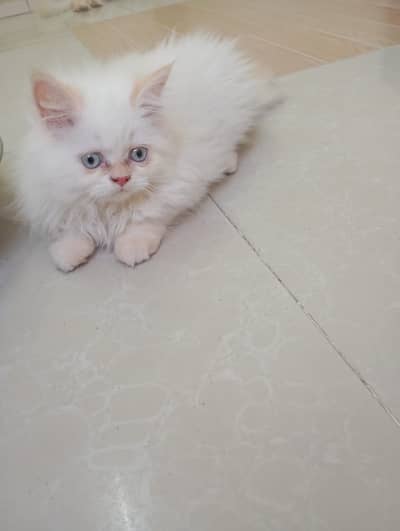 Blue eyes kitten for sale