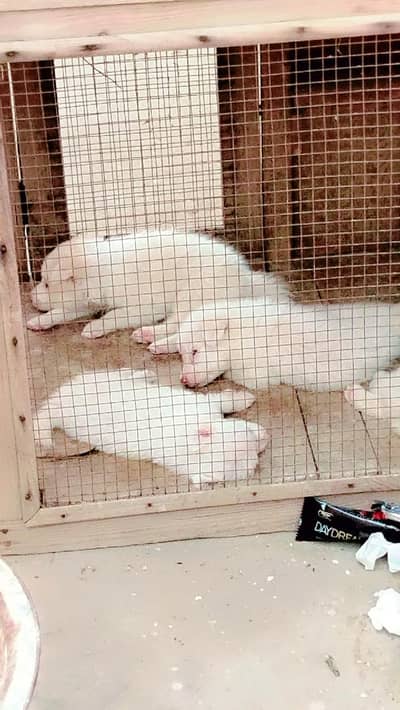 Pink Nose Zero Size Rushion Puppy