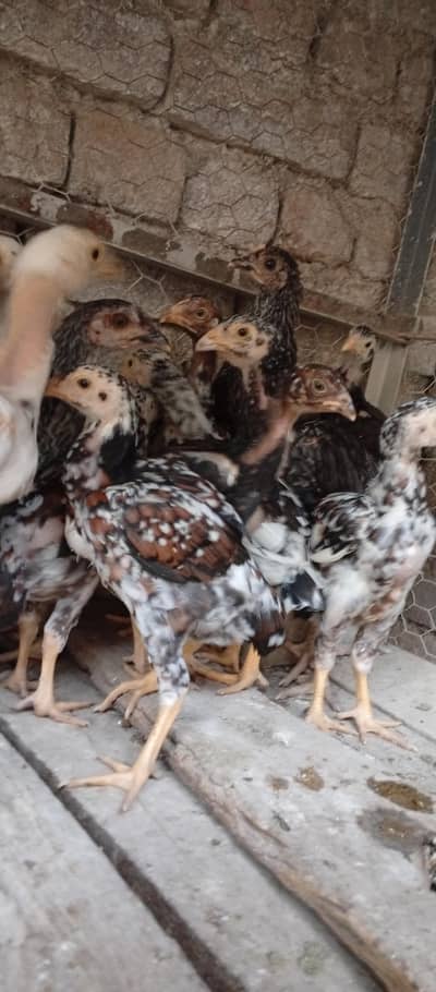 Aseel  chicks for sell