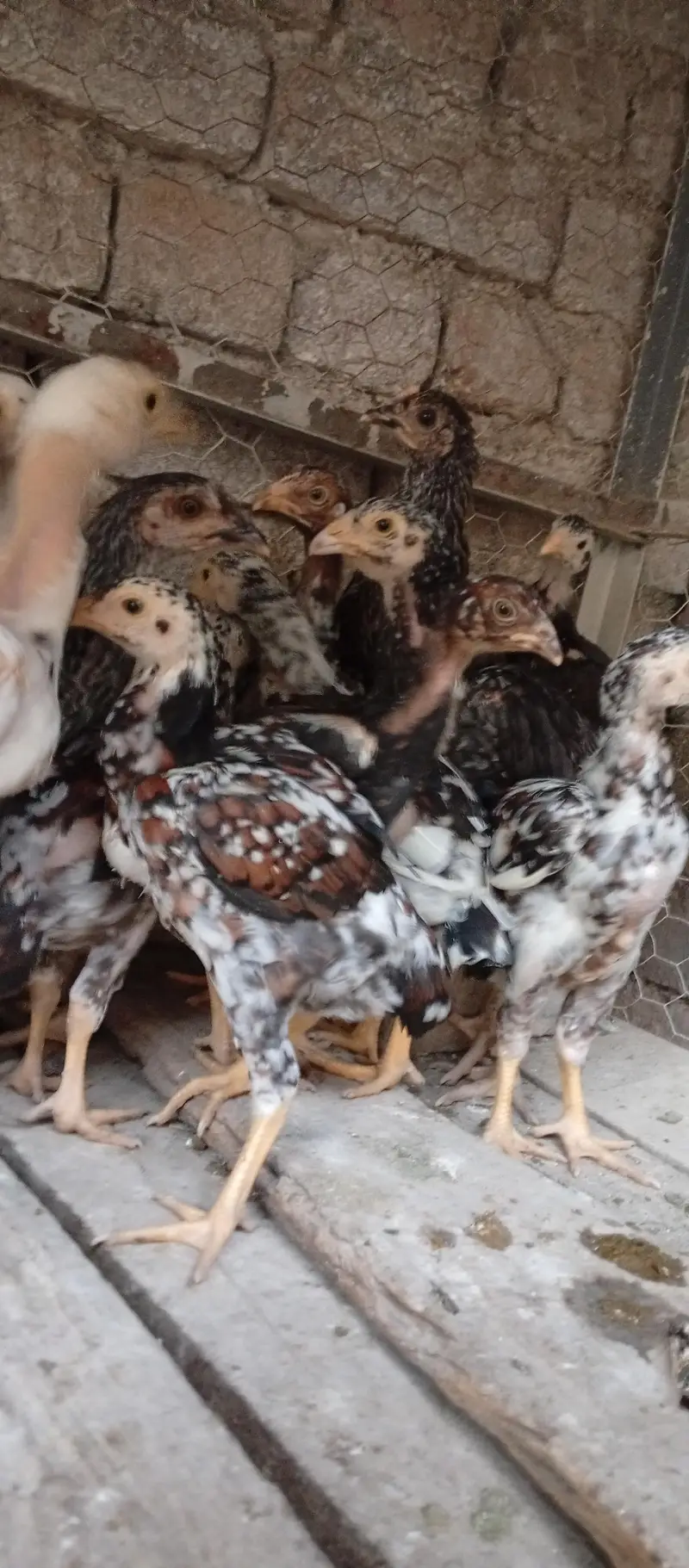 Aseel  chicks for sell