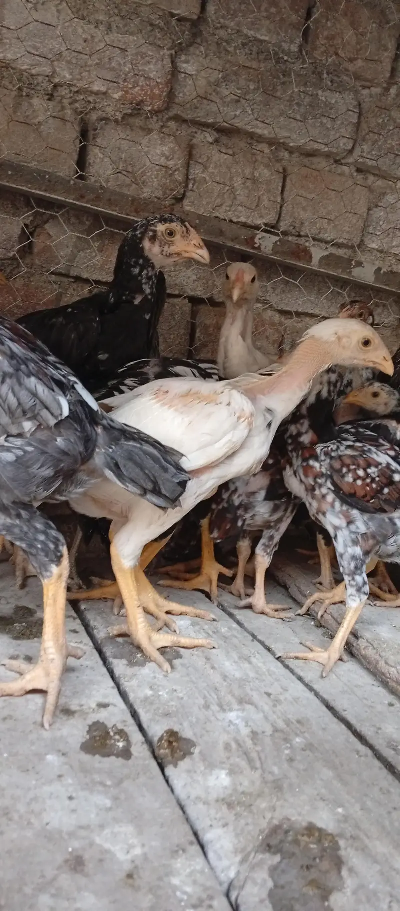 Aseel  chicks for sell — photo 2