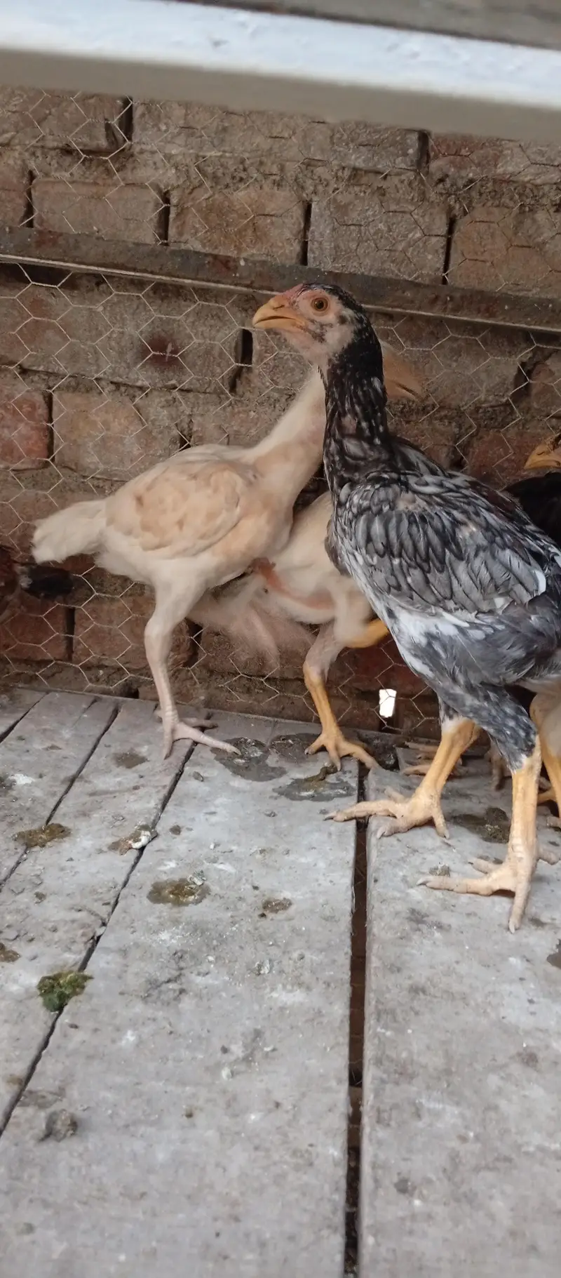 Aseel  chicks for sell — photo 3