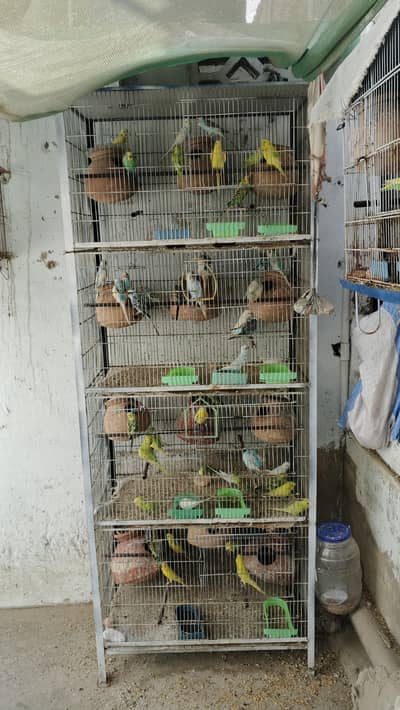 Budgies Ka Mukammal Setup For Sale - 40 Pairs (Mehran Town, Koran