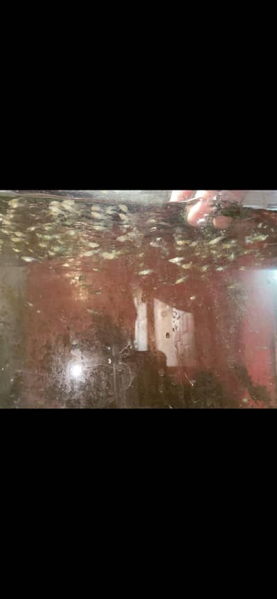 Highfin Fancy Guppy juveniles available.