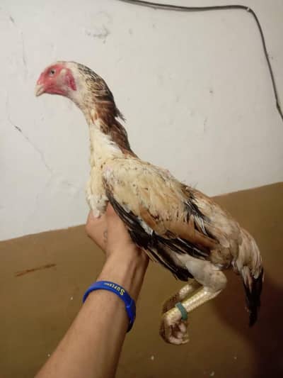 hassan