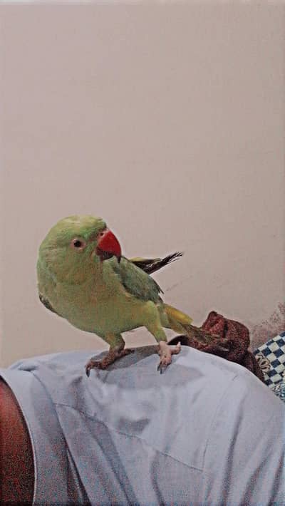 parrot for sale