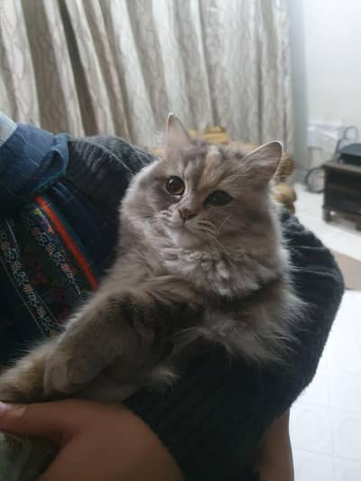 Premium Doll-Face Persian Cat – Healthy, Fluffy & Well Groomed