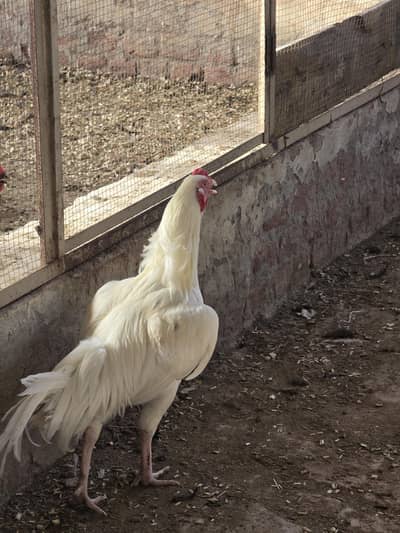 australorp, heera aseel and fancy hens
