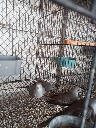 diamond pied dove