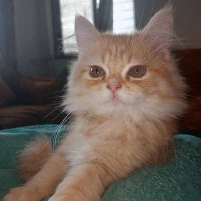 gloden brown persian with long coat available