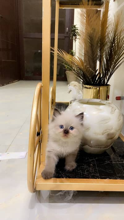 Pure Ragdoll kittens fully litter trained and vaccinated, pure breed