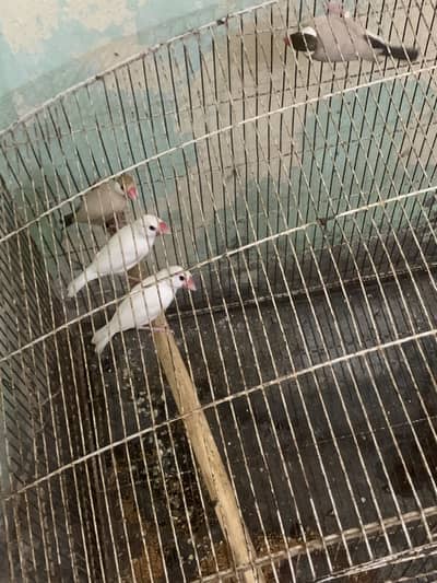 Confirm Breeders java finches pairs for sale