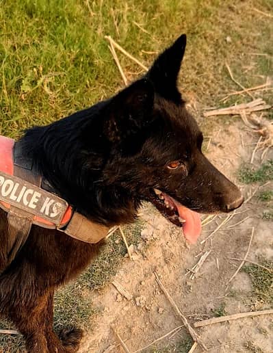 Belgian Shepherd Puppy
