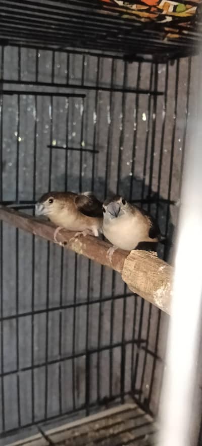 finches