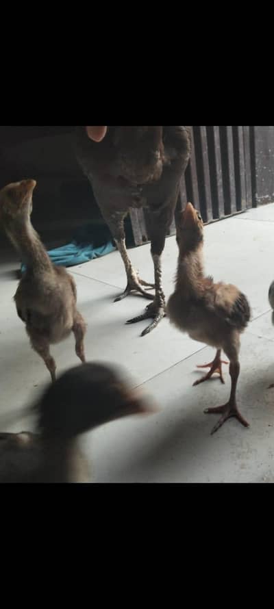 aseel chicks