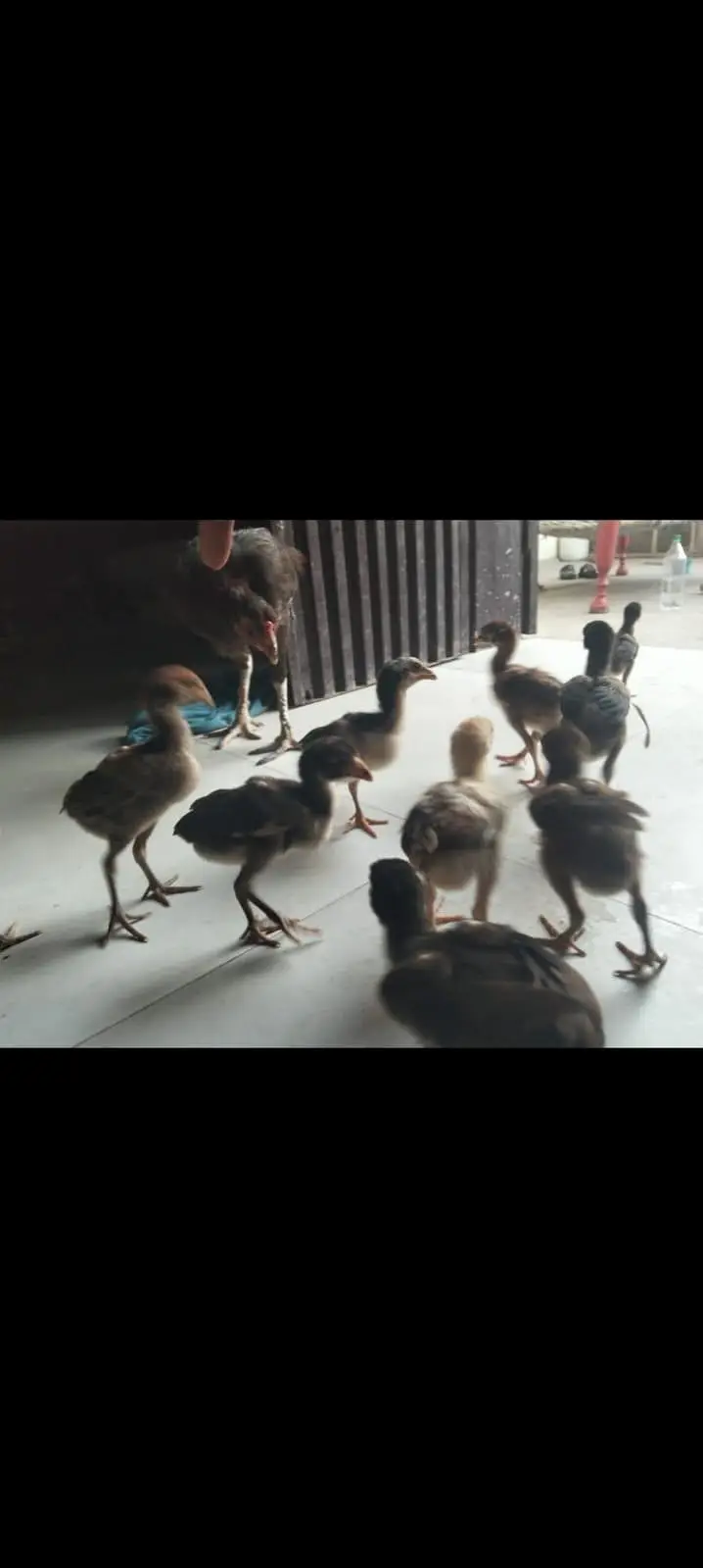 aseel chicks — photo 2