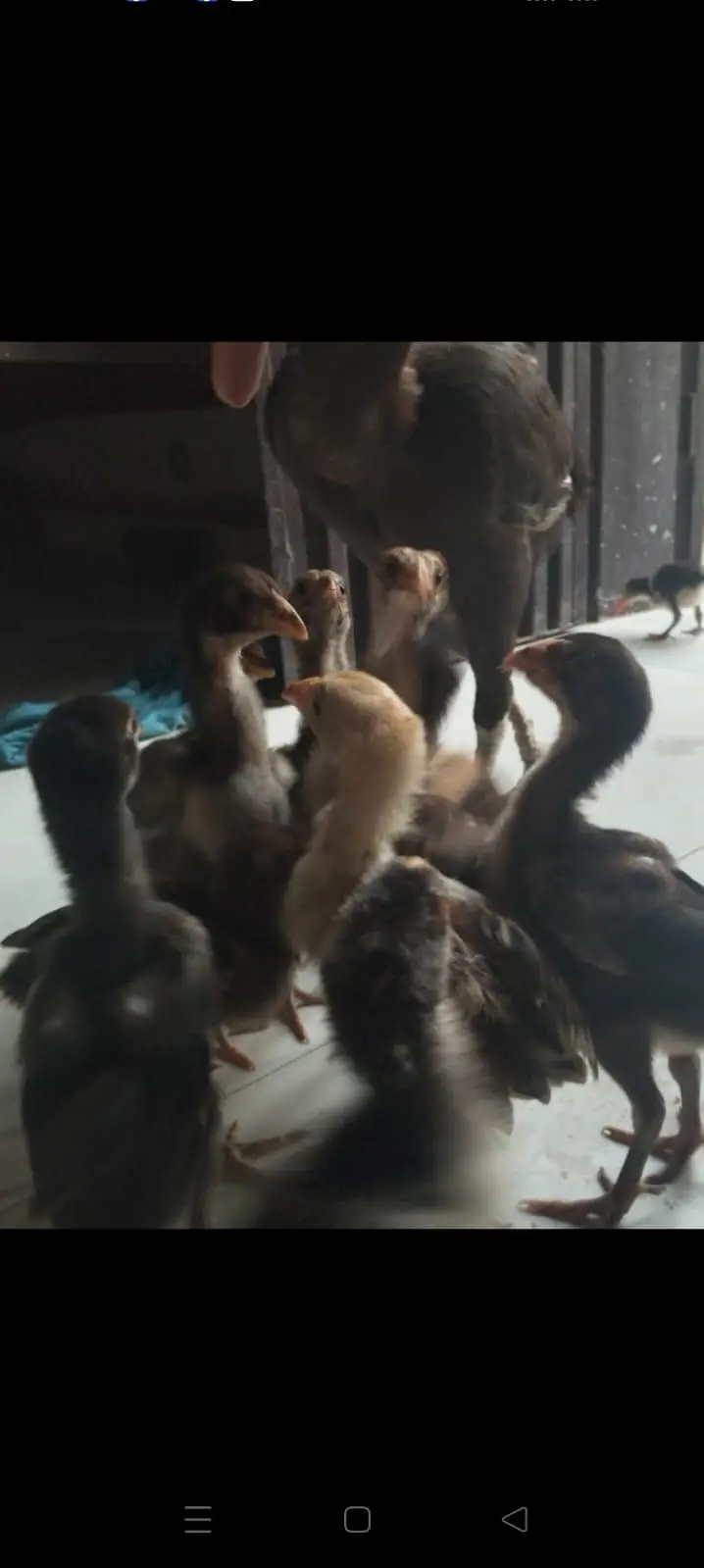 aseel chicks — photo 3