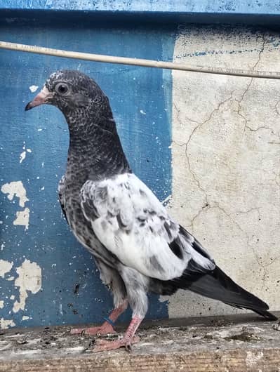 tTeddy pigeon | Teddy| کبوتر  | pigeon |  ٹیدی کبوتر | pigeon For Sale